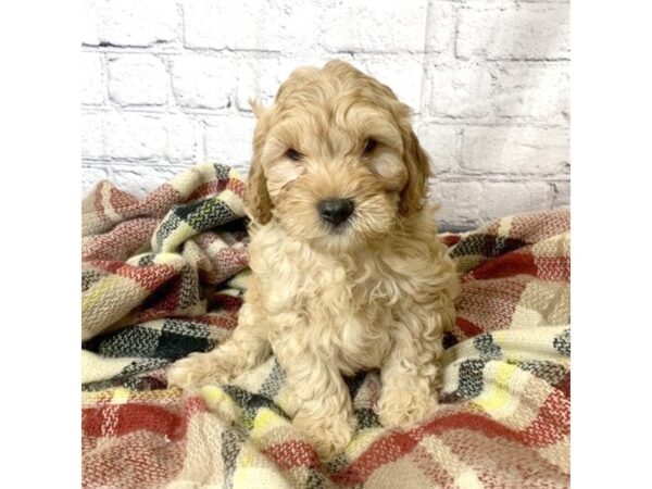 F2 MINI GOLDENDOODLE DOG Male RED 7002 Petland Ashland, Kentucky