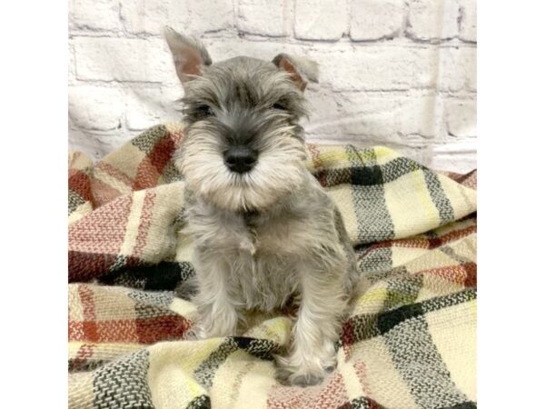 Miniature Schnauzer DOG Male Salt / Pepper 7001 Petland Ashland, Kentucky