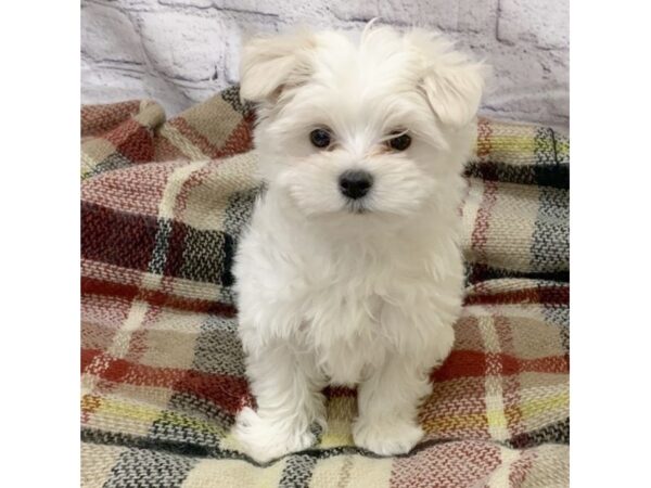 Maltese DOG Male White 7000 Petland Ashland, Kentucky