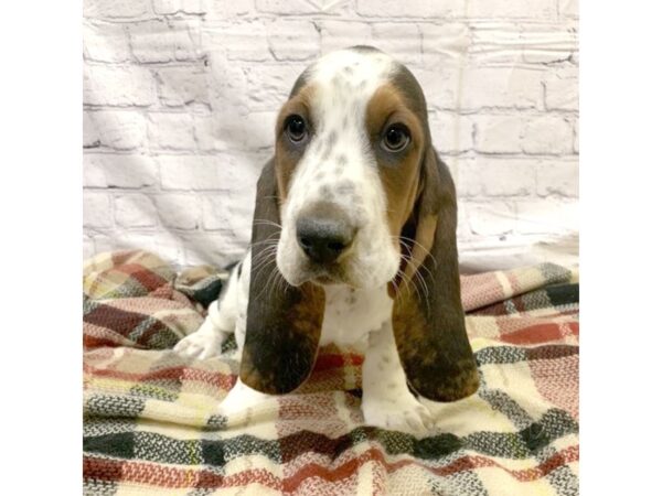 Basset Hound DOG Male Black Tan / White 6998 Petland Ashland, Kentucky