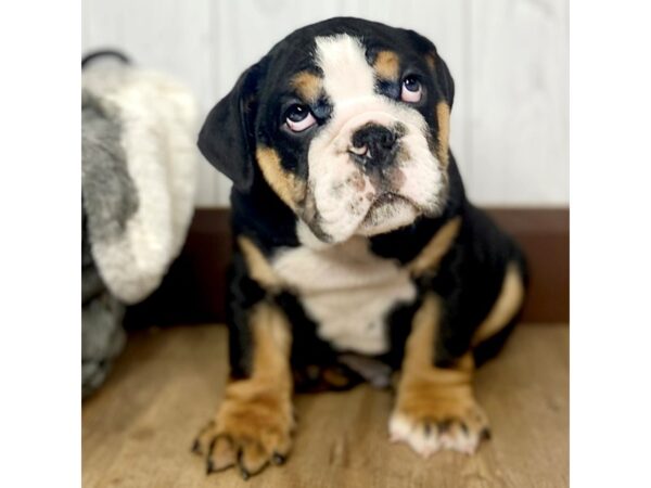 English Bulldog DOG Male BLK WH 7040 Petland Ashland, Kentucky