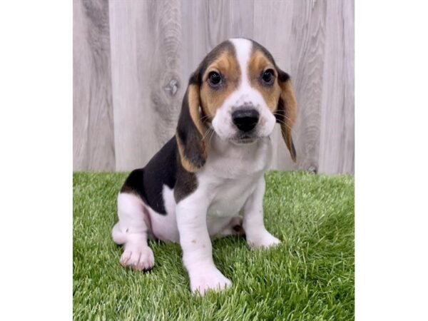 Beagle DOG Male Tri-Colored 7011 Petland Ashland, Kentucky