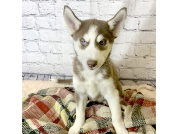 Siberian Husky DOG Female red wh 7003 Petland Ashland, Kentucky