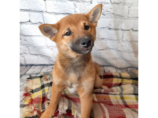 Shiba Inu-DOG-Male-Red Sesame-6990-Petland Ashland, Kentucky