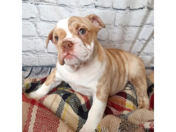 Olde Bulldog-DOG-Female-Fawn / Brindle-6995-Petland Ashland, Kentucky