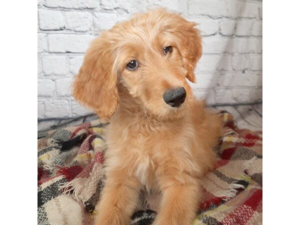 Goldendoodle DOG Female Red 6999 Petland Ashland, Kentucky