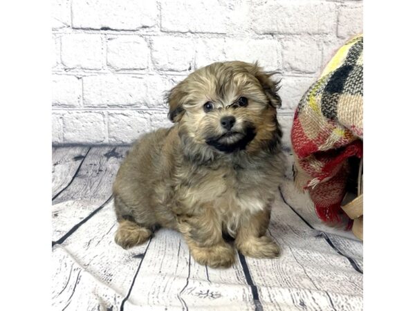 Maltipoo DOG Male Sable 7010 Petland Ashland, Kentucky