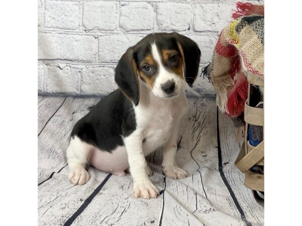 Beagle DOG Male Tri-Colored 7012 Petland Ashland, Kentucky