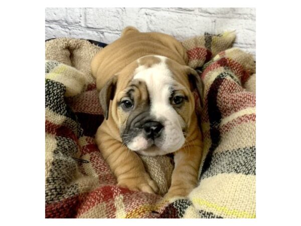 English Bulldog DOG Male Fawn 7021 Petland Ashland, Kentucky