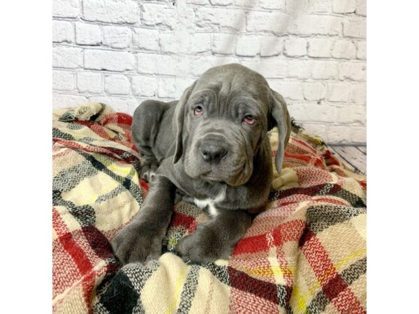 Neapolitan Mastiff DOG Male Blue 7019 Petland Ashland, Kentucky