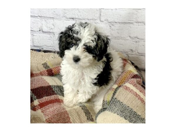 Poodle Mini-DOG-Male-Black White / Tan-7018-Petland Ashland, Kentucky