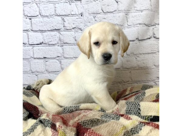 Labrador Retriever DOG Female Yellow 7017 Petland Ashland, Kentucky