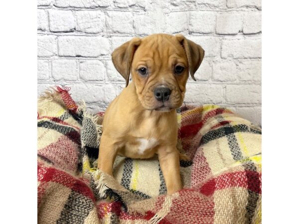 Bull Puggle-DOG-Female-BRN WH-7007-Petland Ashland, Kentucky