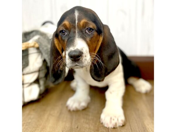 Basset Hound-DOG-Female-Black White / Tan-7032-Petland Ashland, Kentucky