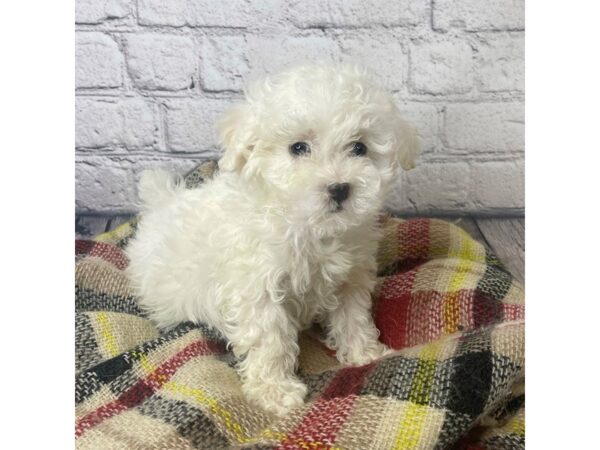 Bichon Frise DOG Male WH 7015 Petland Ashland, Kentucky