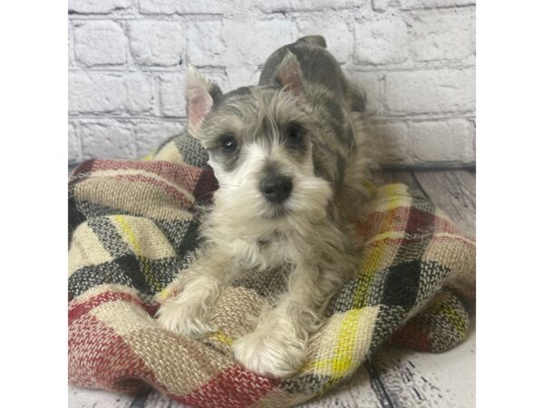 Miniature Schnauzer DOG Male BLUE MERLE 7014 Petland Ashland, Kentucky