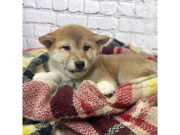 Shiba Inu DOG Female RED 7016 Petland Ashland, Kentucky