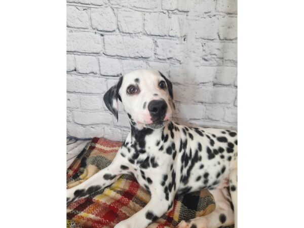 Dalmatian DOG Male White / Black 7020 Petland Ashland, Kentucky