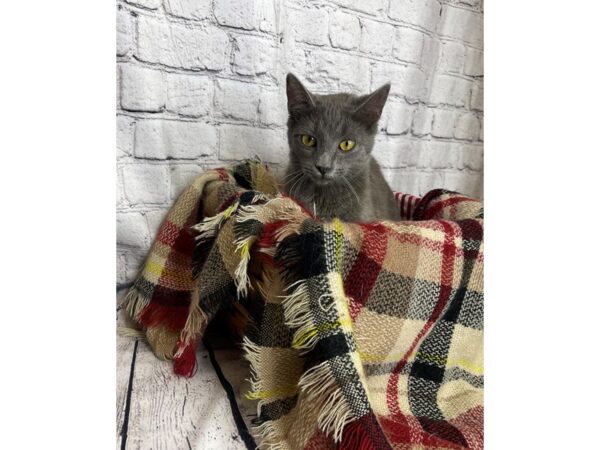 Adopt a Pet Domestic Short Hair-CAT-Female-Grey-7031-Petland Ashland, Kentucky