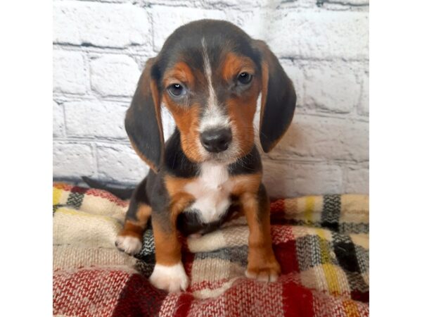 Beagle DOG Male Black White / Tan 7025 Petland Ashland, Kentucky