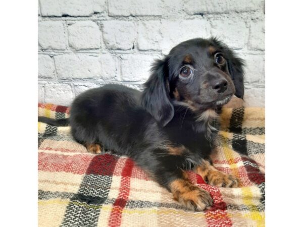 Chiweenie DOG Male Black / Tan 7022 Petland Ashland, Kentucky