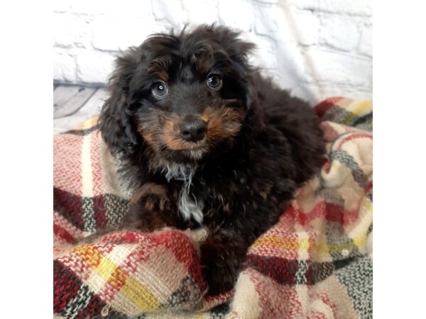 Bernedoodle Mini-DOG-Female-Black / Tan-7024-Petland Ashland, Kentucky