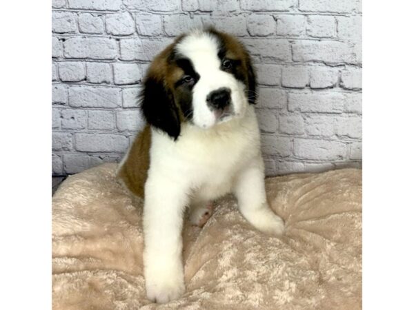 Saint Bernard DOG Male Sable & White 7037 Petland Ashland, Kentucky