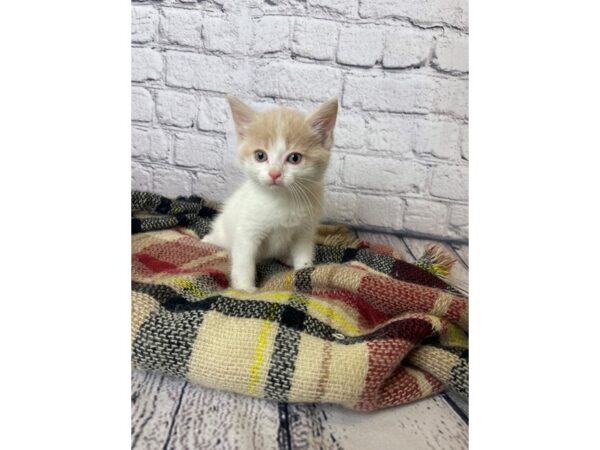 Adopt a Pet Domestic Short Hair-CAT-Male-Cream/White-7043-Petland Ashland, Kentucky