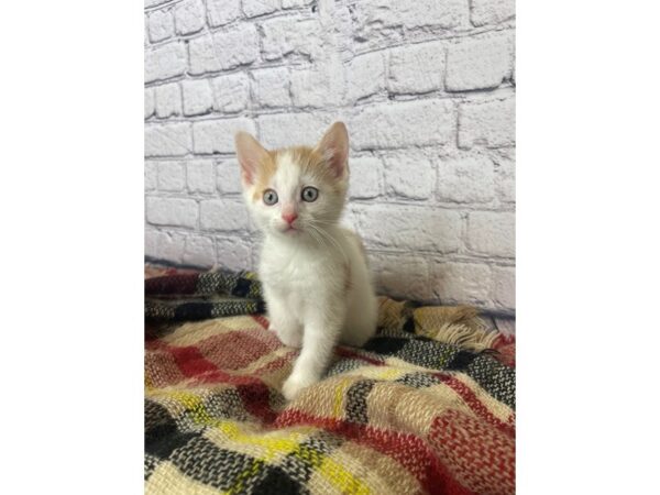 Adopt a Pet Domestic Short Hair-CAT-Male-Orange/White-7042-Petland Ashland, Kentucky