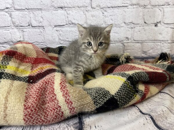 Adopt a Pet Domestic Short Hair-CAT-Male-Grey Tabby-7044-Petland Ashland, Kentucky