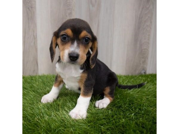 Beagle DOG Female Black White / Tan 7052 Petland Ashland, Kentucky