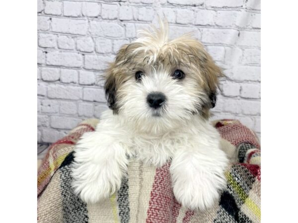 ShizaPoo DOG Male Gold / White 7051 Petland Ashland, Kentucky