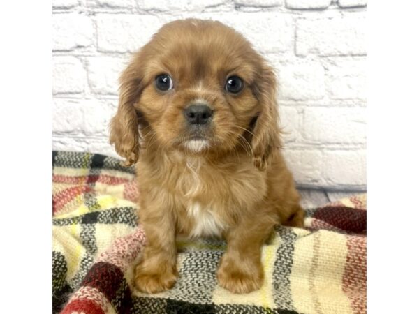 Cavalier King Charles Spaniel DOG Male Ruby 7058 Petland Ashland, Kentucky