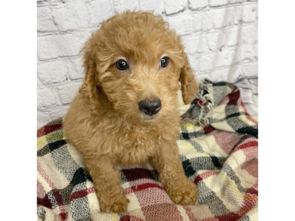 Goldendoodle Mini-DOG-Male-Red-7048-Petland Ashland, Kentucky