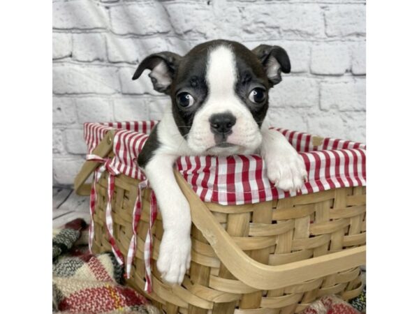 Boston Terrier DOG Female Black / White 7061 Petland Ashland, Kentucky