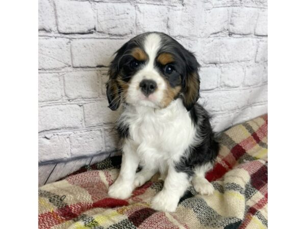 Cavalier King Charles Spaniel DOG Male Black / Tan 7062 Petland Ashland, Kentucky