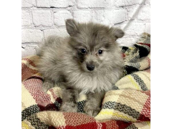 Pomeranian-DOG-Male-Merle-7056-Petland Ashland, Kentucky