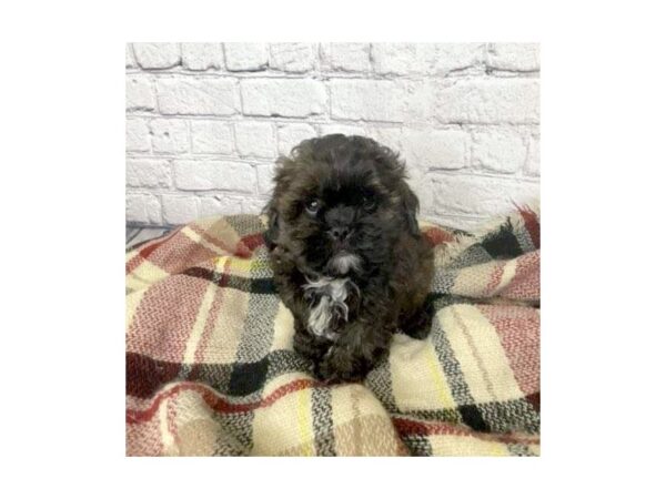 ShizaPoo DOG Male Black 7050 Petland Ashland, Kentucky