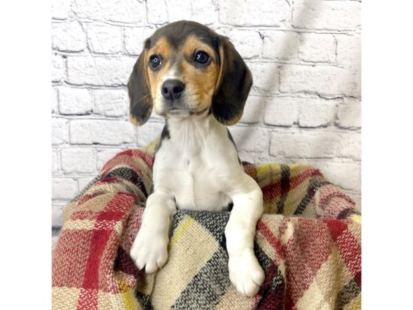 Beagle-DOG-Female-Black White / Tan-7068-Petland Ashland, Kentucky