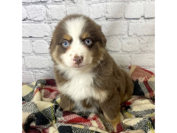 Australian Shepherd DOG Female Red 7066 Petland Ashland, Kentucky