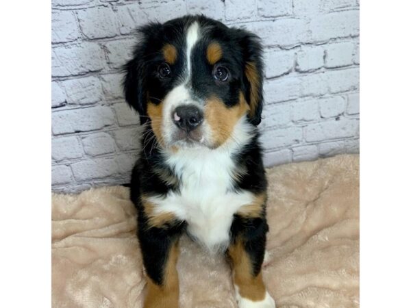 Bernese Mountain Dog DOG Male Black Tan / White 7078 Petland Ashland, Kentucky