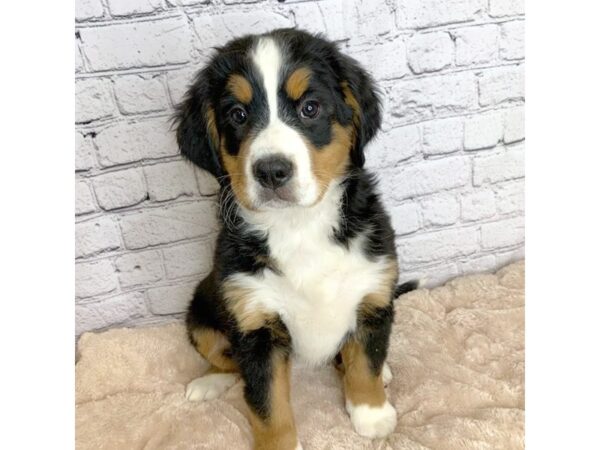 Bernese Mountain Dog DOG Female Black Tan / White 7077 Petland Ashland, Kentucky