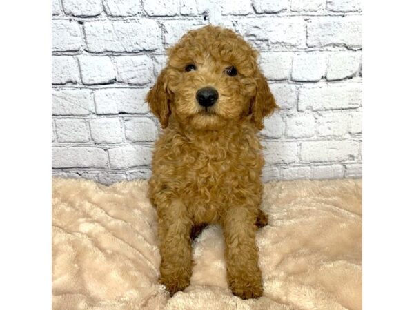 Goldendoodle Mini-DOG-Female-Red-7076-Petland Ashland, Kentucky