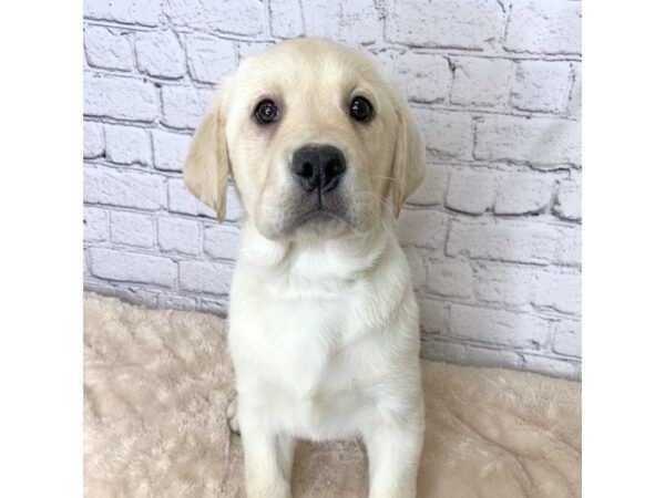 Labrador Retriever DOG Male Yellow 7073 Petland Ashland, Kentucky