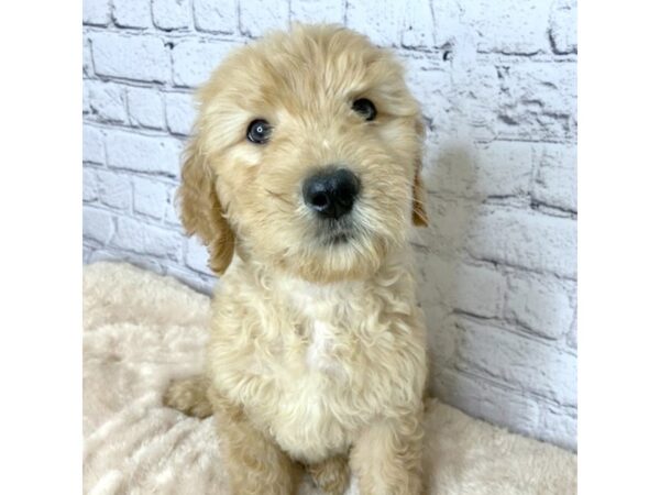 Goldendoodle DOG Male Red 7072 Petland Ashland, Kentucky