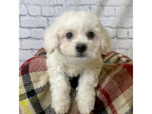 Bichon Frise-DOG-Male-White-7069-Petland Ashland, Kentucky