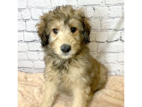 Aussiepoo DOG Male Sable 7065 Petland Ashland, Kentucky