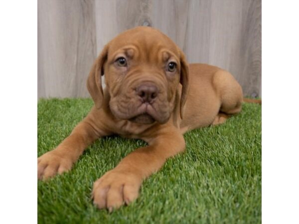 Dogue de Bordeaux DOG Male Red 7087 Petland Ashland, Kentucky