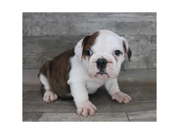 Bulldog-DOG-Male-Red Sable-7092-Petland Ashland, Kentucky