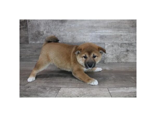 Shiba Inu-DOG-Female-Red Sesame-7097-Petland Ashland, Kentucky